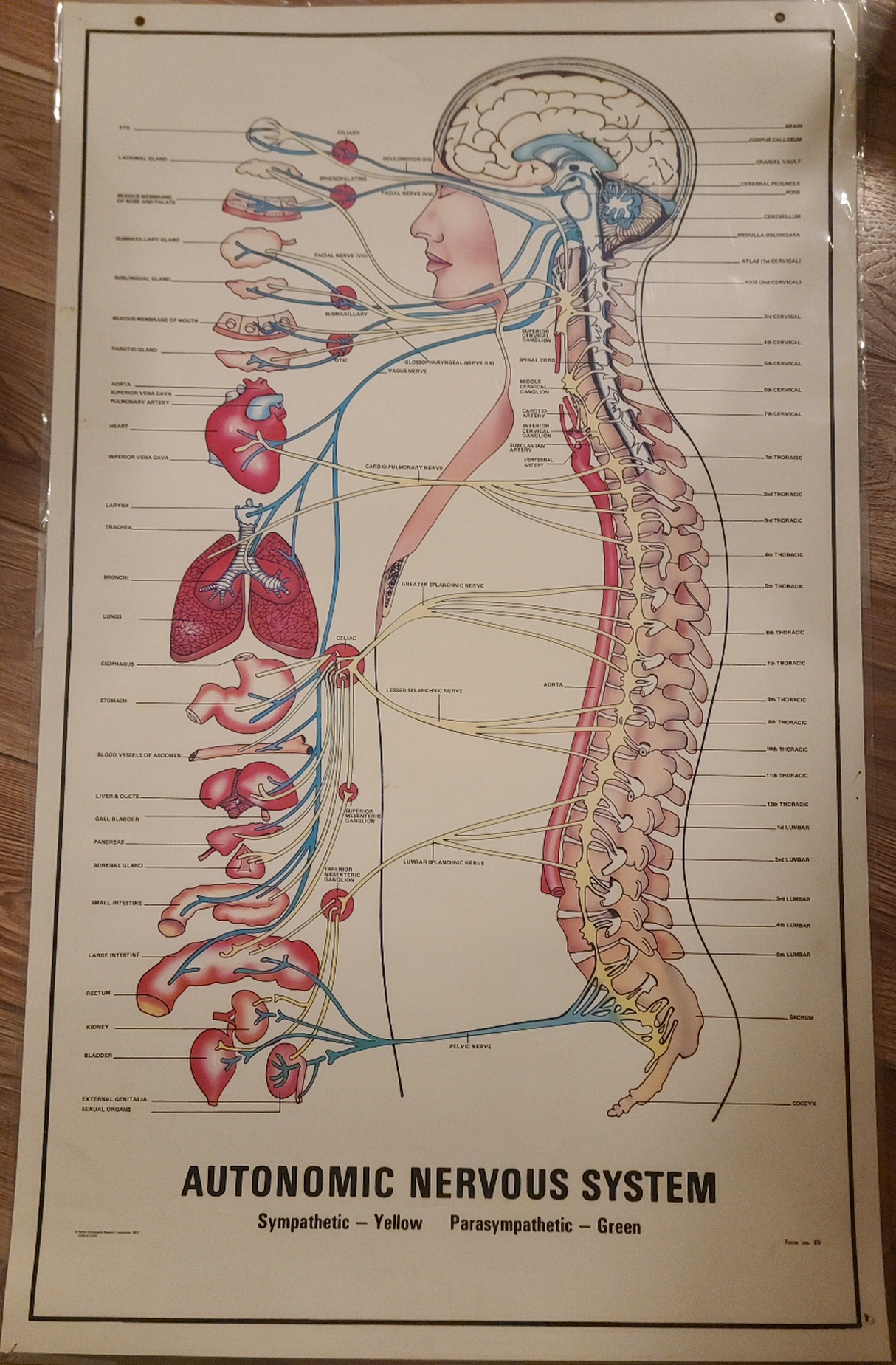 23×38 inch poster laminated