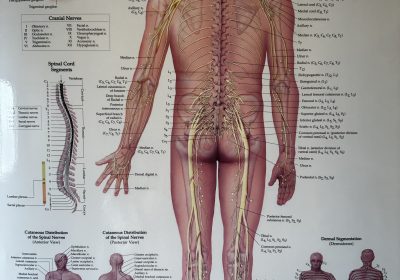 Spine-Nerves-