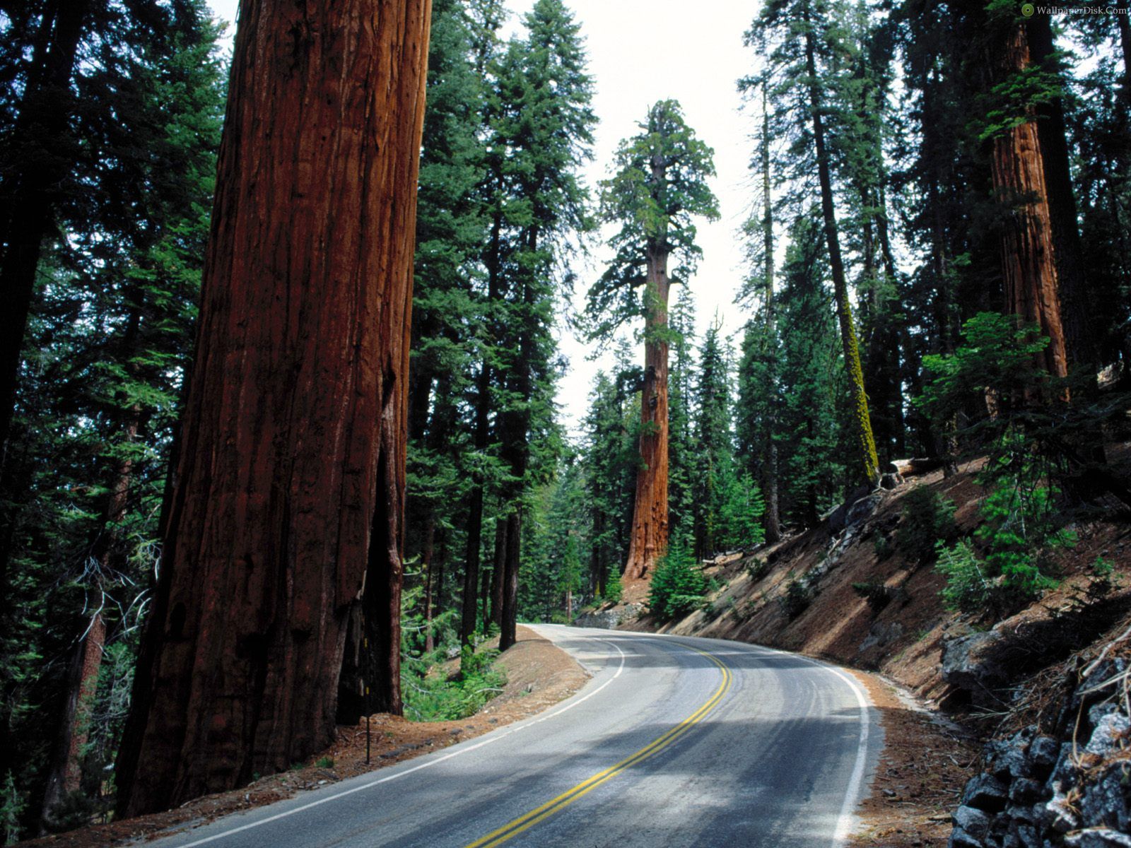 CALIFORNIA PRACTICE FOR SALE – GATEWAY TO THE GIANT SEQUOIAS