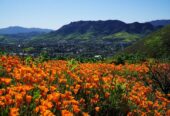 Thousand Oaks CA Chiropractic Practice for Sale