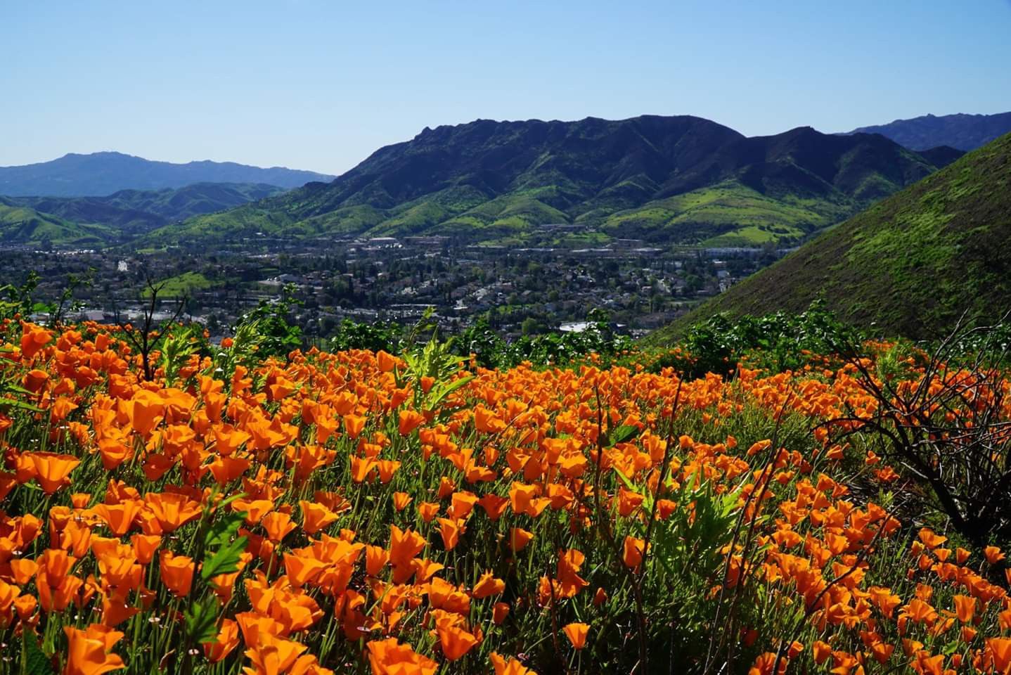 Thousand Oaks CA Chiropractic Practice for Sale